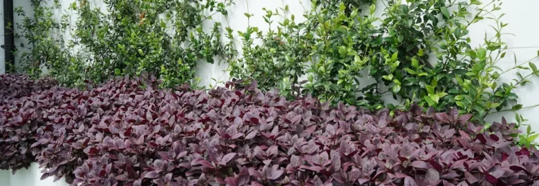 Landscaping Architecture in Sydney